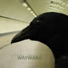 Lizard Smile : Wayward - CD