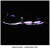 Kirlian Camera : Invisible Front 2005 - CD